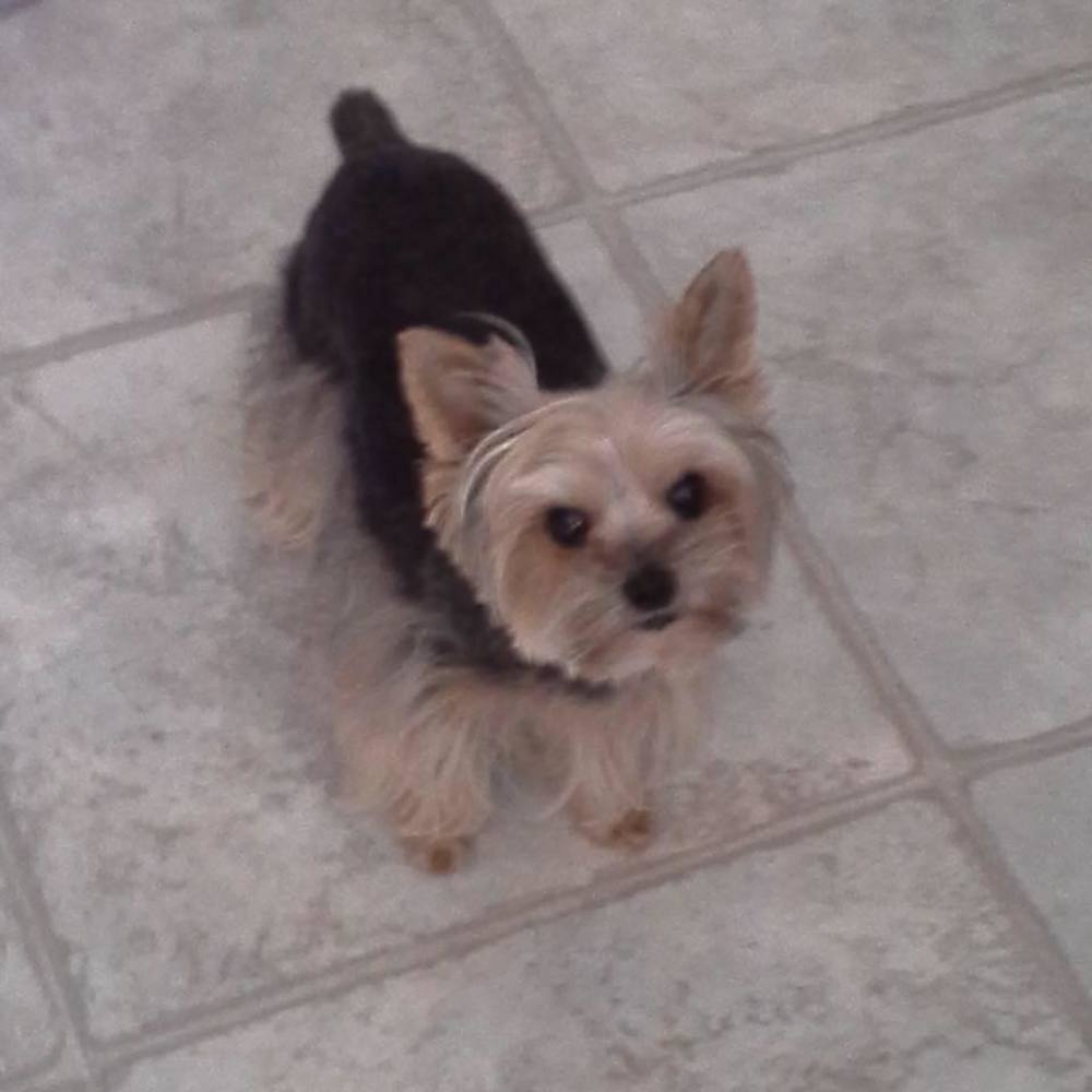 Meet your Posher, Carol